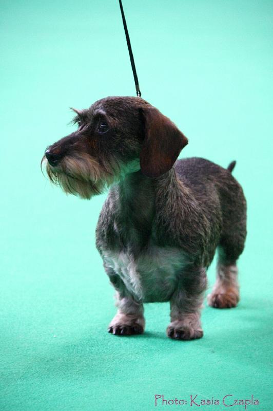 Crufts2011_2 877.jpg